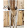 Image 7 : Super Rare Kangaroo Full Body Taxidermy Mount