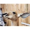 Image 8 : Super Rare Kangaroo Full Body Taxidermy Mount