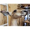 Image 9 : Super Rare Kangaroo Full Body Taxidermy Mount