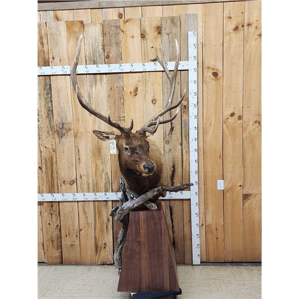 7x5 Elk Pedestal Taxidermy Mount