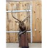 Image 1 : 7x5 Elk Pedestal Taxidermy Mount