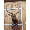 Image 3 : 7x5 Elk Pedestal Taxidermy Mount