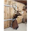 Image 4 : 7x5 Elk Pedestal Taxidermy Mount