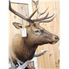 Image 5 : 7x5 Elk Pedestal Taxidermy Mount