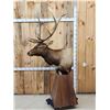 Image 6 : 7x5 Elk Pedestal Taxidermy Mount