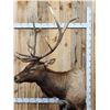 Image 7 : 7x5 Elk Pedestal Taxidermy Mount