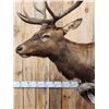 Image 8 : 7x5 Elk Pedestal Taxidermy Mount