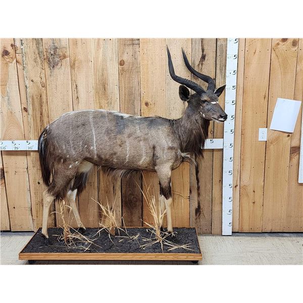 African Nyala Full Body Taxidermy Mount