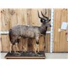 Image 1 : African Nyala Full Body Taxidermy Mount
