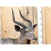 Image 2 : African Nyala Full Body Taxidermy Mount