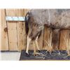 Image 3 : African Nyala Full Body Taxidermy Mount