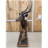 Image 4 : African Nyala Full Body Taxidermy Mount