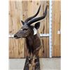 Image 5 : African Nyala Full Body Taxidermy Mount