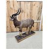 Image 6 : African Nyala Full Body Taxidermy Mount