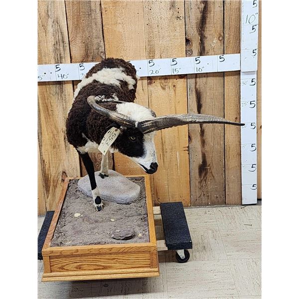 Jacob's 4 Horn Ram Sheep Half Body Taxidermy Mount