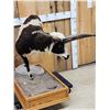 Image 2 : Jacob's 4 Horn Ram Sheep Half Body Taxidermy Mount