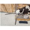 Image 4 : Jacob's 4 Horn Ram Sheep Half Body Taxidermy Mount