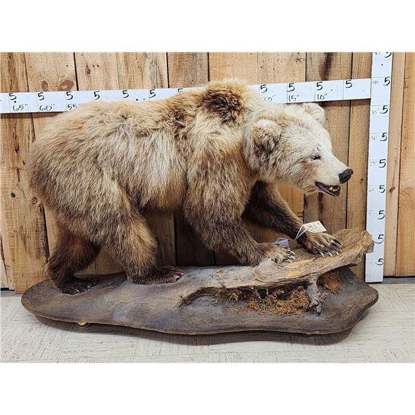 Alaskan Grizzly Bear Full Body Taxidermy Mount