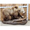 Image 1 : Alaskan Grizzly Bear Full Body Taxidermy Mount