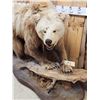 Image 2 : Alaskan Grizzly Bear Full Body Taxidermy Mount