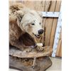Image 3 : Alaskan Grizzly Bear Full Body Taxidermy Mount