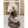 Image 4 : Alaskan Grizzly Bear Full Body Taxidermy Mount