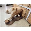 Image 5 : Alaskan Grizzly Bear Full Body Taxidermy Mount