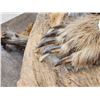 Image 6 : Alaskan Grizzly Bear Full Body Taxidermy Mount