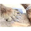 Image 7 : Alaskan Grizzly Bear Full Body Taxidermy Mount