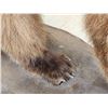 Image 8 : Alaskan Grizzly Bear Full Body Taxidermy Mount