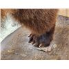 Image 9 : Alaskan Grizzly Bear Full Body Taxidermy Mount
