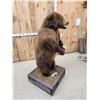 Image 10 : Juvenile Alaskan Grizzly Bear Full Body Taxidermy Mount