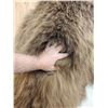 Image 11 : Juvenile Alaskan Grizzly Bear Full Body Taxidermy Mount