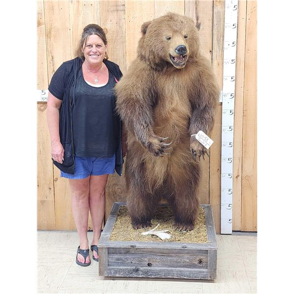 Juvenile Alaskan Grizzly Bear Full Body Taxidermy Mount