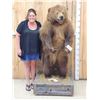 Image 1 : Juvenile Alaskan Grizzly Bear Full Body Taxidermy Mount
