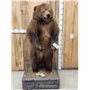 Image 2 : Juvenile Alaskan Grizzly Bear Full Body Taxidermy Mount
