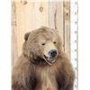 Image 3 : Juvenile Alaskan Grizzly Bear Full Body Taxidermy Mount