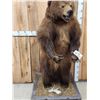 Image 4 : Juvenile Alaskan Grizzly Bear Full Body Taxidermy Mount