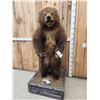 Image 5 : Juvenile Alaskan Grizzly Bear Full Body Taxidermy Mount