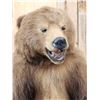 Image 6 : Juvenile Alaskan Grizzly Bear Full Body Taxidermy Mount