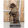 Image 7 : Juvenile Alaskan Grizzly Bear Full Body Taxidermy Mount