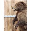 Image 8 : Juvenile Alaskan Grizzly Bear Full Body Taxidermy Mount