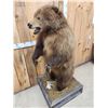Image 9 : Juvenile Alaskan Grizzly Bear Full Body Taxidermy Mount