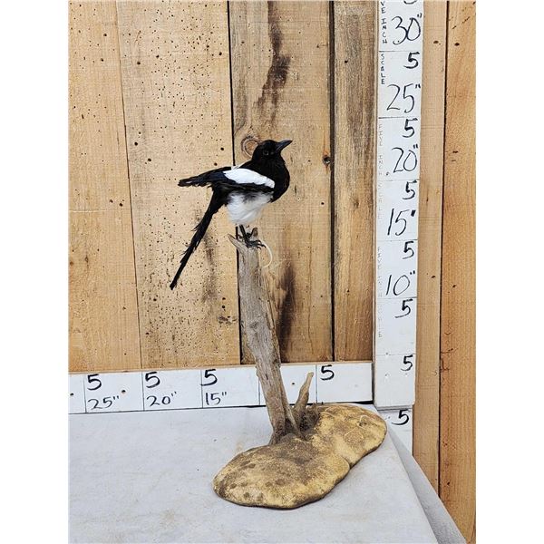 Eurasian Magpie Pica Pica Full Body Bird Taxidermy