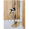 Image 1 : Eurasian Magpie Pica Pica Full Body Bird Taxidermy