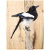 Image 2 : Eurasian Magpie Pica Pica Full Body Bird Taxidermy