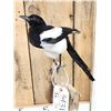 Image 4 : Eurasian Magpie Pica Pica Full Body Bird Taxidermy
