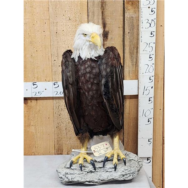 100% Reproduction Bald Eagle Bird Taxidermy