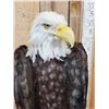 Image 2 : 100% Reproduction Bald Eagle Bird Taxidermy