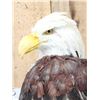 Image 4 : 100% Reproduction Bald Eagle Bird Taxidermy